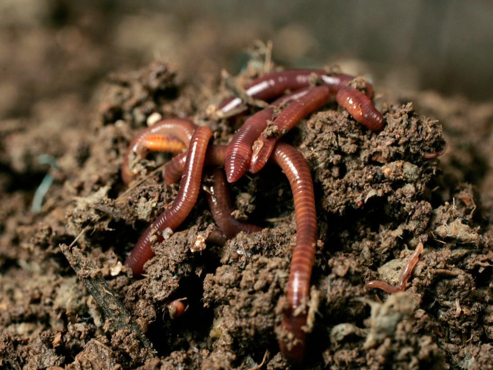 earthworms in a pile on dirt