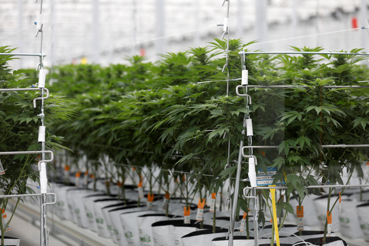 Cannabis plants grow inside the Tilray factory hothouse in Cantanhede, Portugal April 24, 2019.  REUTERS/Rafael Marchante