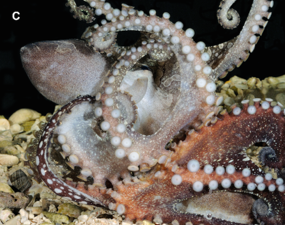 Tennis Ball-Size Octopuses Suction Each Other During Sex