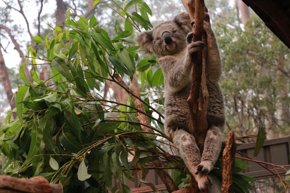 Koala hospital Australia bushfires