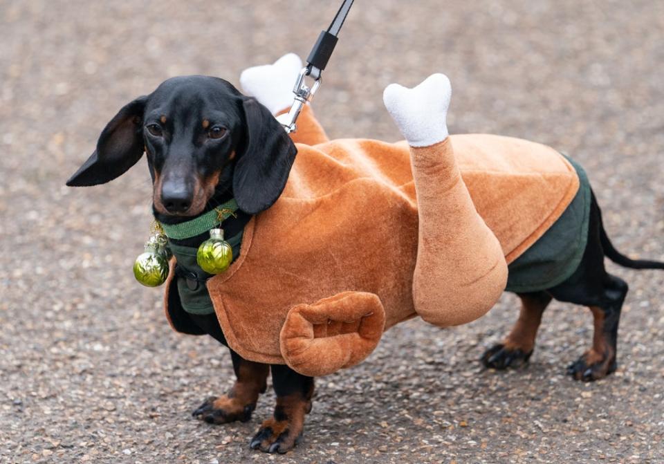 Biggie Smalls, dressed as a roasted turkey, at the annual Hyde Park Sausage Walk (PA) (PA Wire)