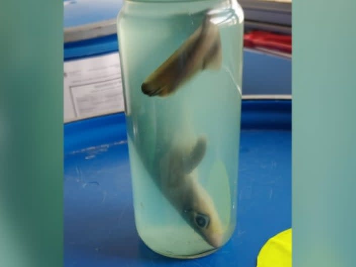 A dead baby shark was confiscated (Youtube/TSA)