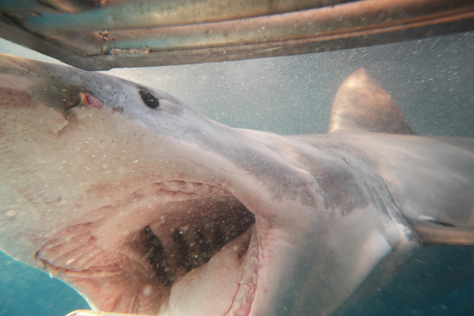 A great white shark is swimming underwater near a metal cage, showing its open mouth and sharp teeth