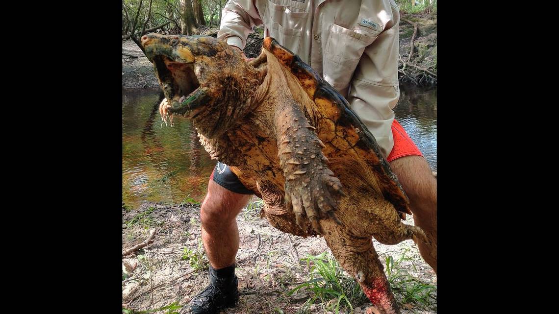 Hallan tortugas caimán en zona inesperada de Florida, asombrando a los expertos