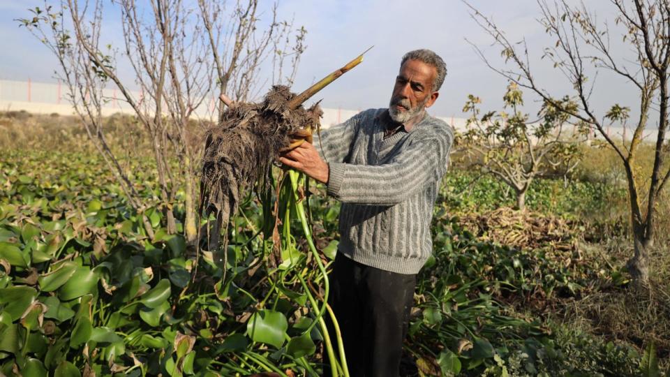 PHOTO: Bahjat al-Bakru tries to remove some of the Nile flowers that have surrounded his fruit trees on the banks of the Orontes River in Idlib province, northwestern Syria, on Nov. 30, 2023. (Abdul Razzaq Al-Shami/ABC News)