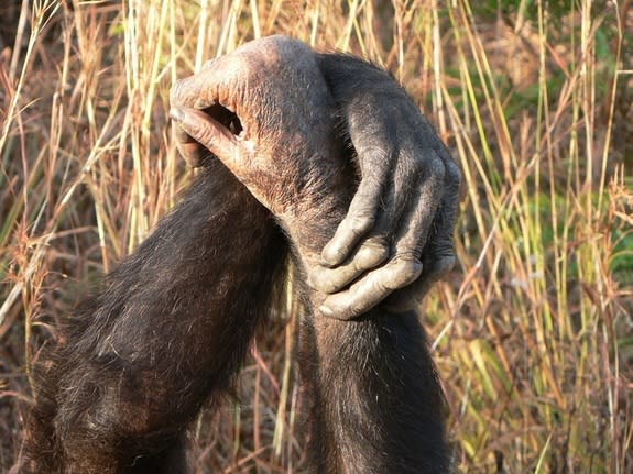 Chimpanzees in a wrist-to-wrist grooming grasp.