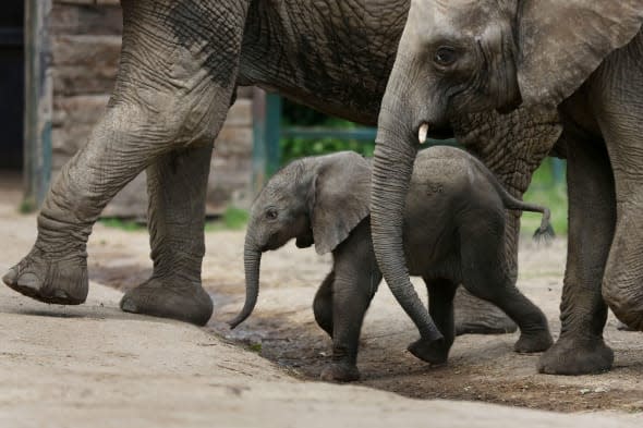 Baby elephant at Howletts Wild Animal Park in Kent makes public debut