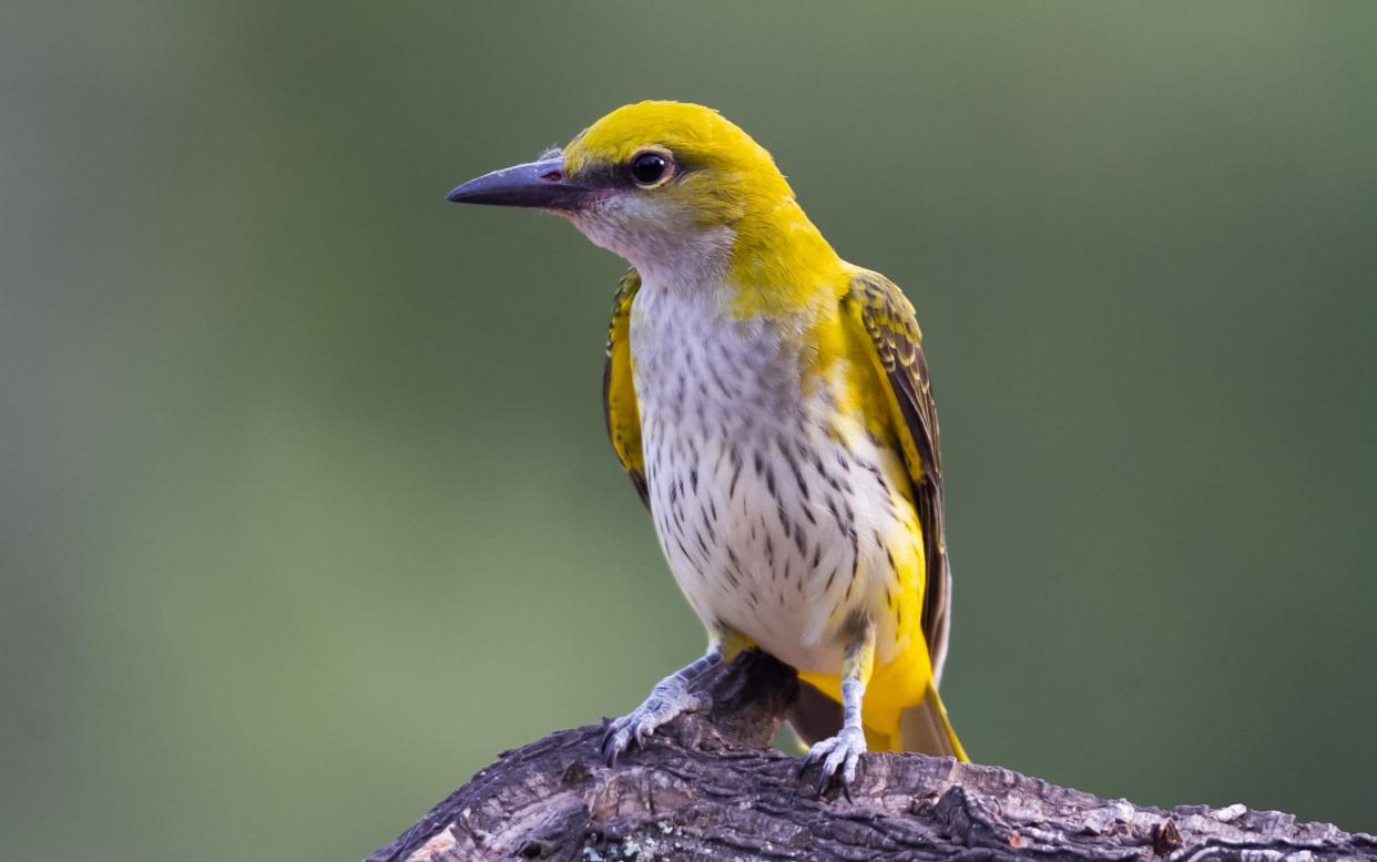 A female golden oriole, one of several breeding species to frequent the area