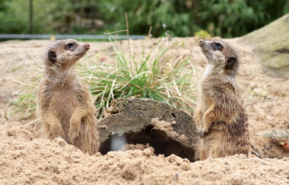 Two meerkats at a zoo in Rostock, Germany, on April 11, 2023