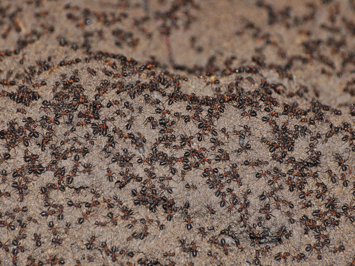 wood ants nuclear bunker