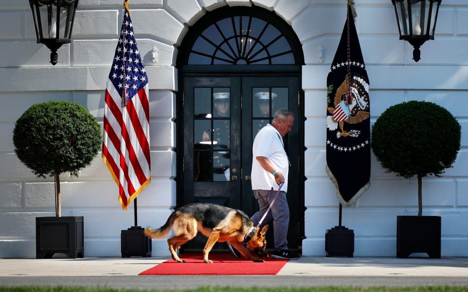 Commander being taken for a walk around the White House in 2022