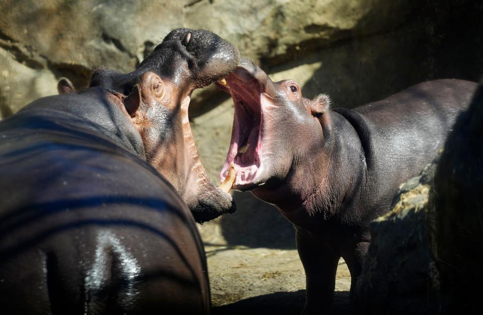 Hippos can open their mouths up to four feet! It’s normal hippo behavior. Fritz, eight months, plays with his big sister, Fiona, in Hippo Cover at the Cincinnati Zoo and Botanical Garden, Tuesday, April 11, 2023. It’s peak time for zoo blooms, with over 100,000 tulips of various colors. It’s a perfect time for a visit. Bring your camera!