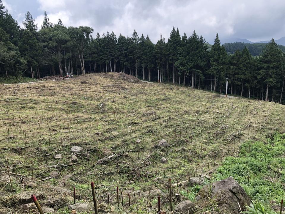 林業保育署與南庄賽夏共管山林，輔導族人成立合作社撫育造林。圖為疏伐後的新植造林地。（圖片提供／林業保育署）