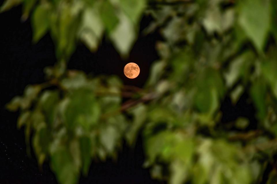 The super blue moon rises in Srinagar, the summer capital of Jammu and Kashmir, on Aug. 30, 2023. <span class="copyright">Saqib Majeed—SOPA Images/LightRocket/Getty Images</span>