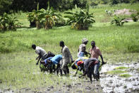 Farmers plant rice at a farm in Binmar, Chad, Friday, July 19, 2024. (AP Photo/Robert Bociaga)