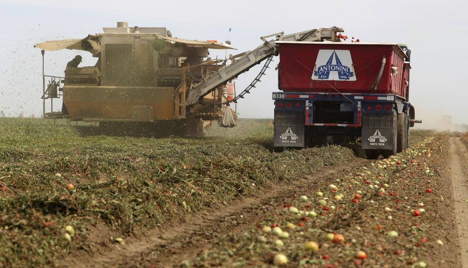 FILE - In this June 25, 2013, file photo, a mechanical harvester picks tomatoes in the Westlands Water District near Five Points, Calif. A California judge has declined to validate a permanent water contract between the federal government and the Westlands Water District, the nation’s largest agricultural water supplier. (AP Photo/Gosia Wozniacka, File)