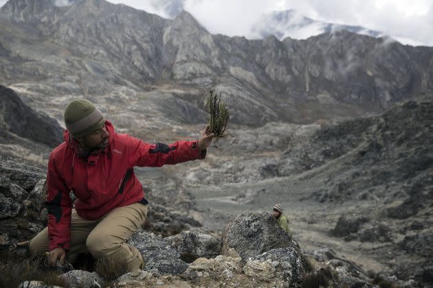 <p>A l'occasion de trois missions auxquelles ont participé une dizaine de scientifiques, des mousses et lichens nouveaux pour le Venezuela ont été trouvés sur le glacier de Humboldt. </p>