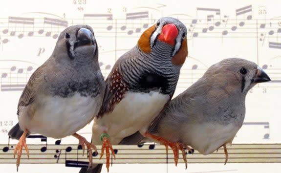 Researchers are decoding birdsong recordings to figure out which birds are making the sounds.