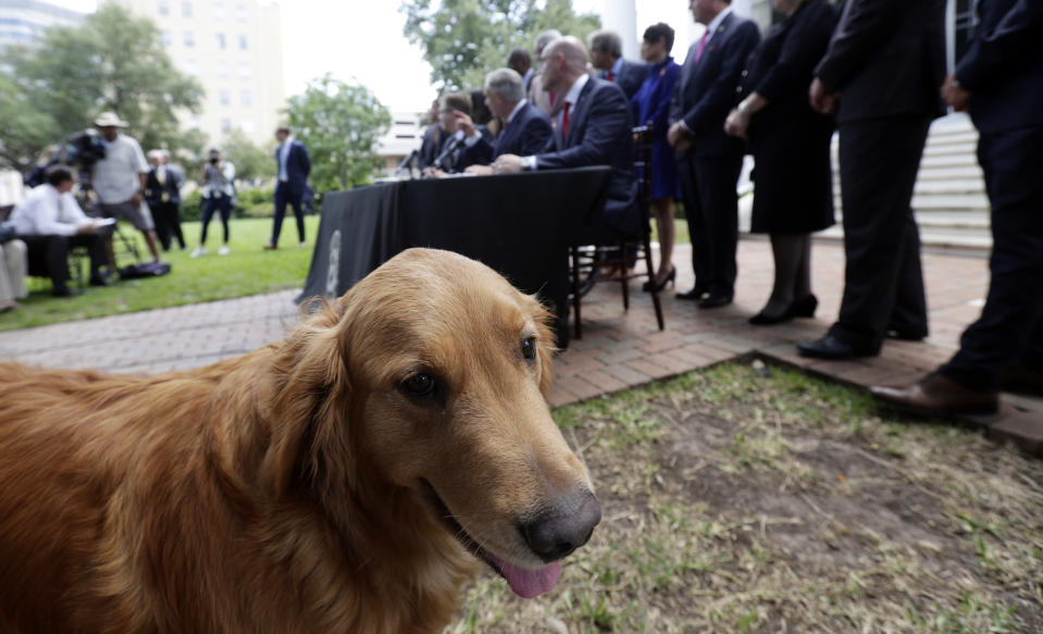 Governor Greg Abbott's dog Pancake joins Abbott, seated center, Lt. Governor Dan Patrick, seated left, and Speaker of the House Dennis Bonnen, seated right, and other law makers for a joint press conference where changes to teacher pay and school finance were announced at the Texas Governor's Mansion in Austin, Texas, Thursday, May 23, 2019, in Austin. (AP Photo/Eric Gay)