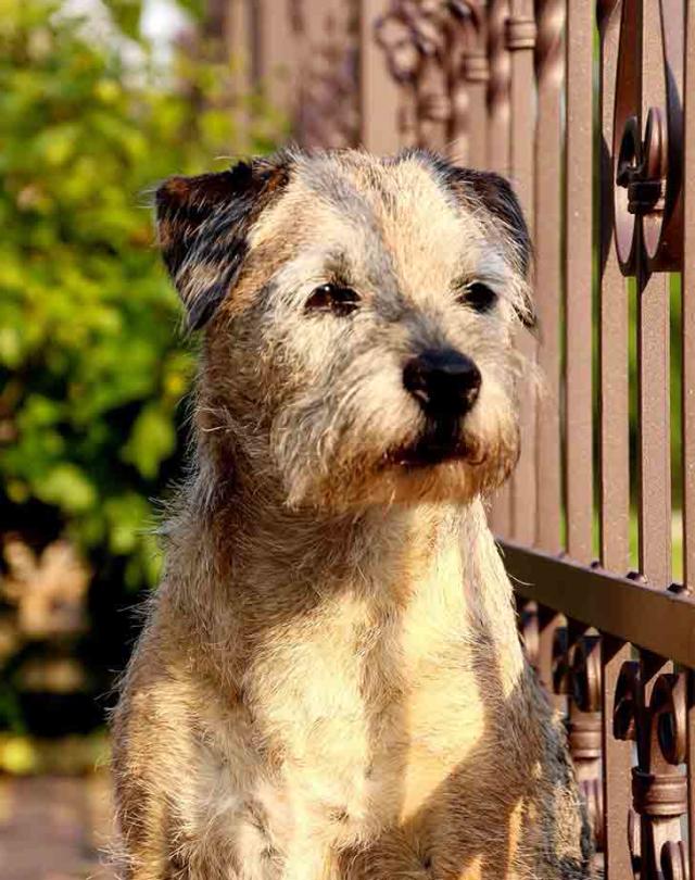 are border terrier good with kids