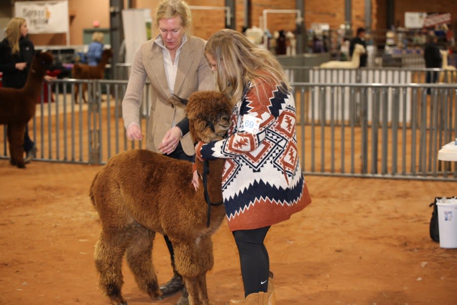 Alpaca Blast-Off. 