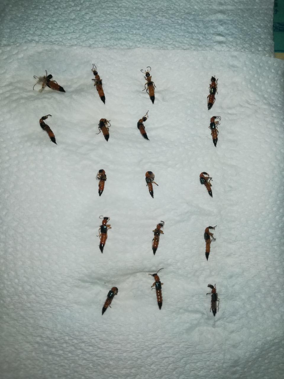 原PO在廚房抓到17隻隱翅蟲。（圖／翻攝自爆廢公社）
