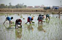 Farmers plant saplings in a paddy field on the outskirts of Ahmedabad