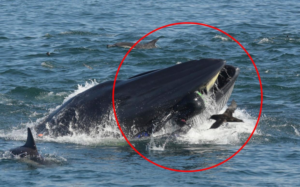 Rainer Schimpf in the mouth of the Bryde's Whale - Heinz Toperczer / Barcroft Media