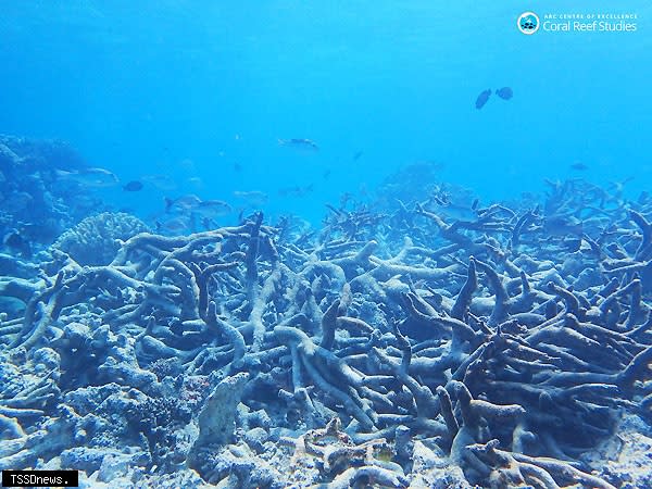 澳洲昆士蘭州一處已白化死亡的珊瑚礁。圖片來源：ARC Centre of Excellence for Coral Reef Studies（CCBY-ND2.0）