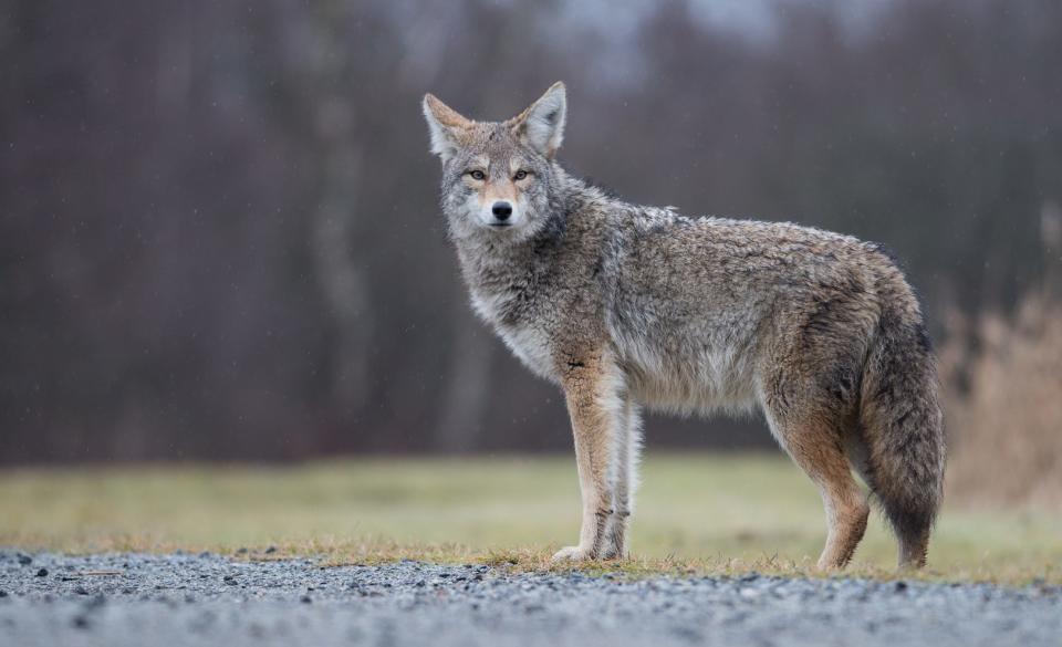 Health officials in New England said a coyote that attacked two people in Rhode Island on Feb. 8, 2024 and Feb, 9, 2024, tested positive for rabies.