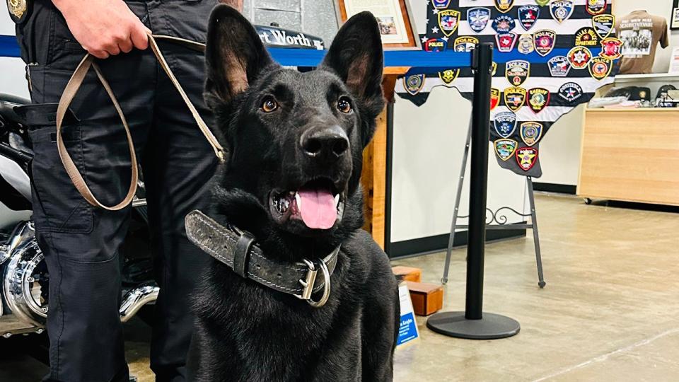 narcotics dog with officer