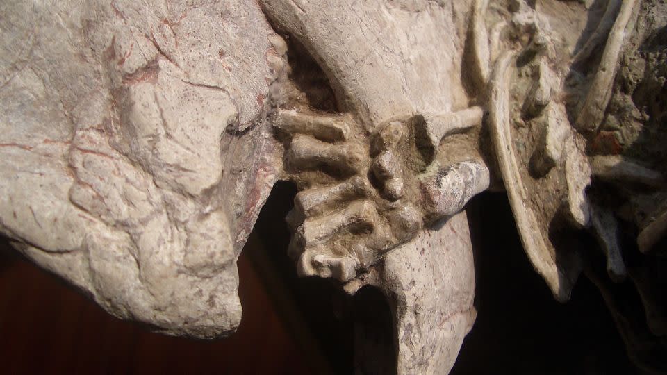 A detail of the fossil shows the left forepaw of Repenomamus robustus wrapped around the lower jaw of the dinosaur. - Gang Han