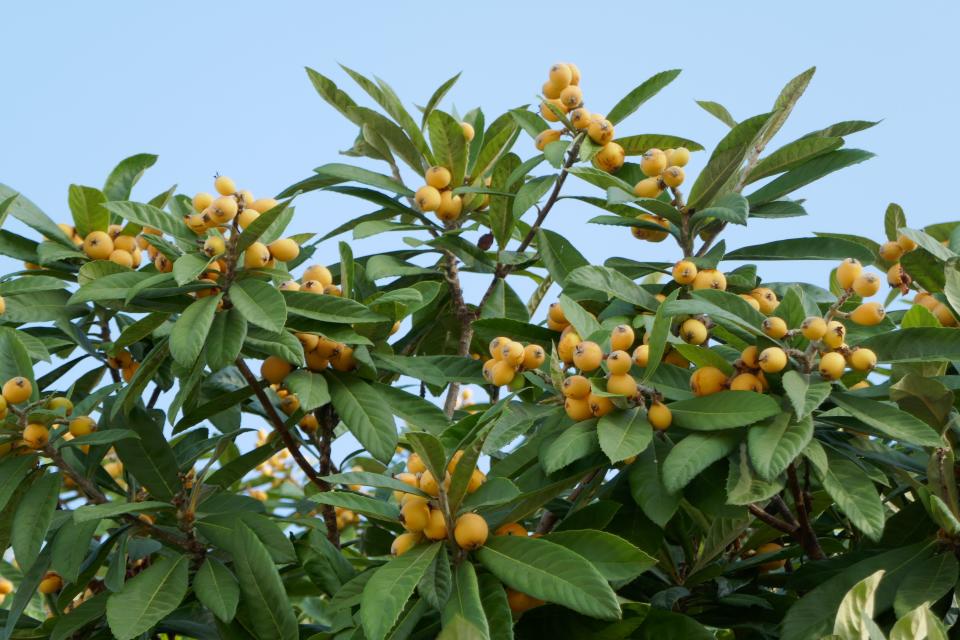 Well-adapted non-native plants include loquats. To grow these as effectively as possible, take some time to consider the conditions they originated in and choose the plants that will grow best within the conditions available.
