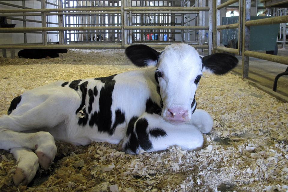 A newborn calf lies in a pen at the University of Vermont dairy farm Thursday, July 23, 2020, in Burlington, Vt. When the coronavirus pandemic forced the University of Vermont to close and send its students home, the school worried about who would take care of the cows, normally tended to by students. In no time, dozens of alumni and students of a particular agriculture program clamored to spend their spring and summer caring for the Holsteins. (AP Photo/Lisa Rathke)