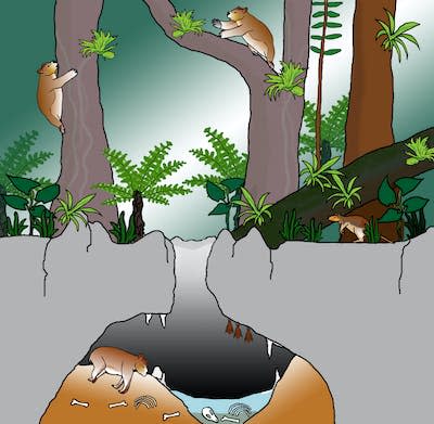 Reconstruction of Nimbadon’s palaeoenvironment of lush rainforest with underground caves. Karen Black, Author provided