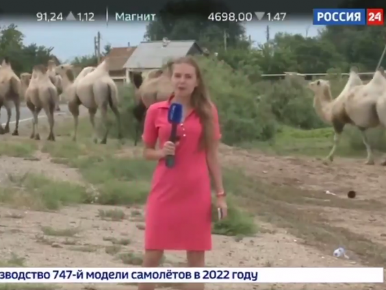 The camel invasion featured on the national news bulletin of state-owned TV. (Rossiya 1)