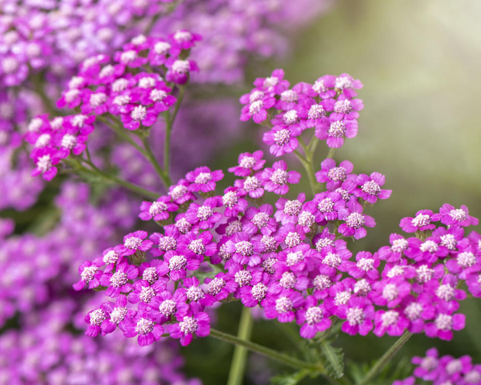 Common yarrow 'Cerise Queen' flowers