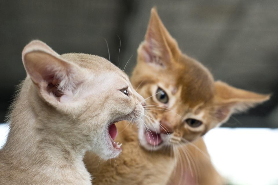 Kittens play on July 6, 2013 during a cat exhibition in Moscow.