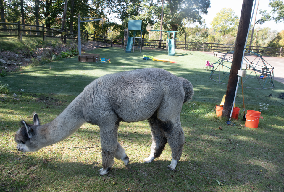 An alpaca grazes next to a small playground and basketball half court on Pure Passions Farm, where the public guests can mingle with the animal residents.