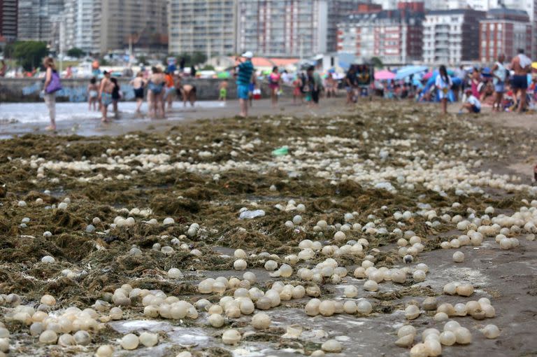 La playa Bristol se llenó de algas y huevos de caracol