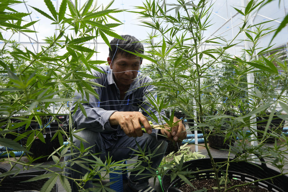 A worker tends to cannabis plants at a farm in Chonburi province, eastern Thailand on June 5, 2022. Marijuana cultivation and possession in Thailand was decriminalized as of Thursday, June 9, 2022, like a dream come true for an aging generation of pot smokers who recall the kick the legendary Thai Stick variety delivered. (AP Photo/Sakchai Lalit)