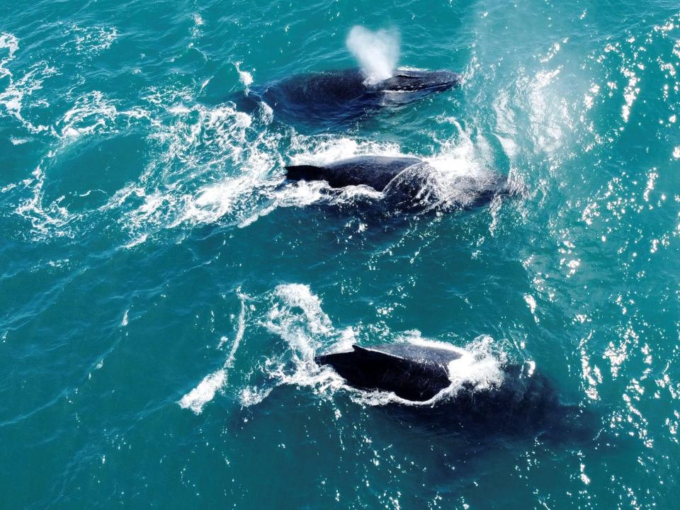 Humpback whales swim at the coast of Ilhabela, state of Sao Paulo, Brazil July 23, 2023.