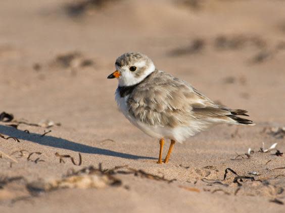 The piping plover population has increased by 93 per cent (Alamy)