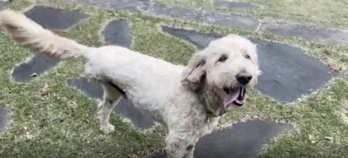 Dog with three legs rescues otter from river