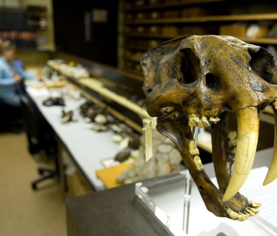 Ice-Age L.A. unearthed at the La Brea Tar Pits Museum. <p>Robert Landau/Getty Images</p>