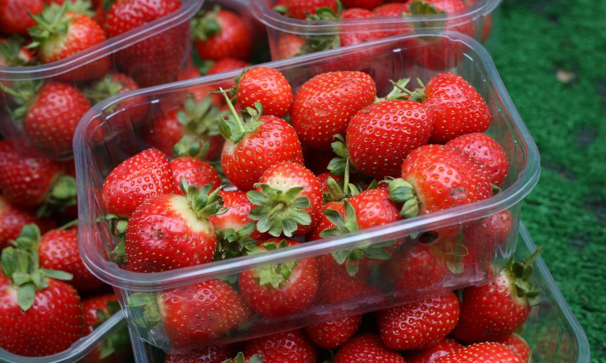 <span>The British strawberry season has been delayed by a fortnight this year, with the main harvest expected at the end of May.</span><span>Photograph: Philip Toscano/PA</span>