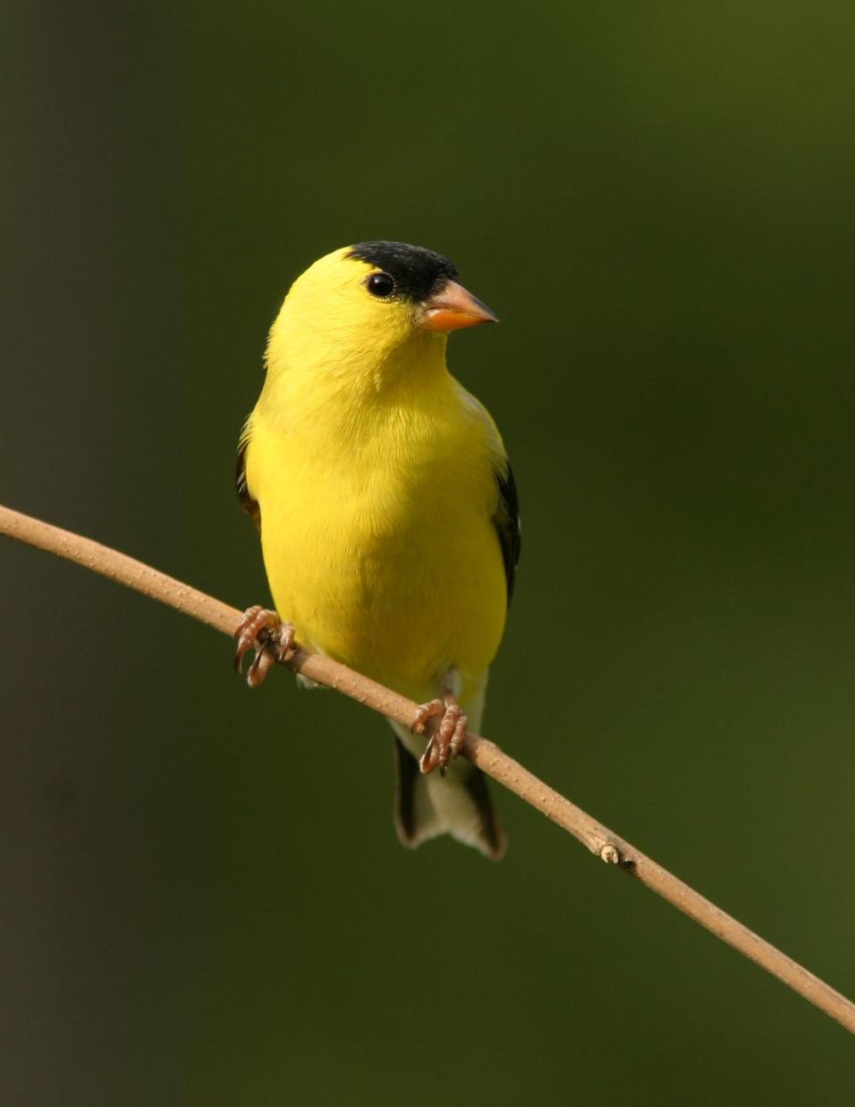 5) Finch