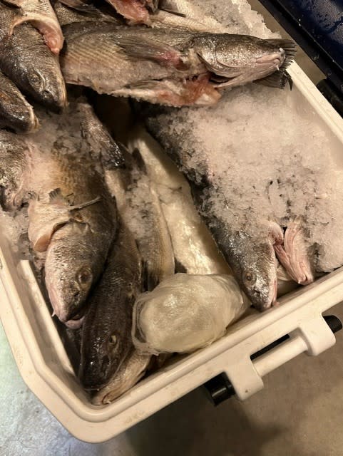 Drugs found inside an ice chest full of fish. (U.S. Customs and Border Protection)