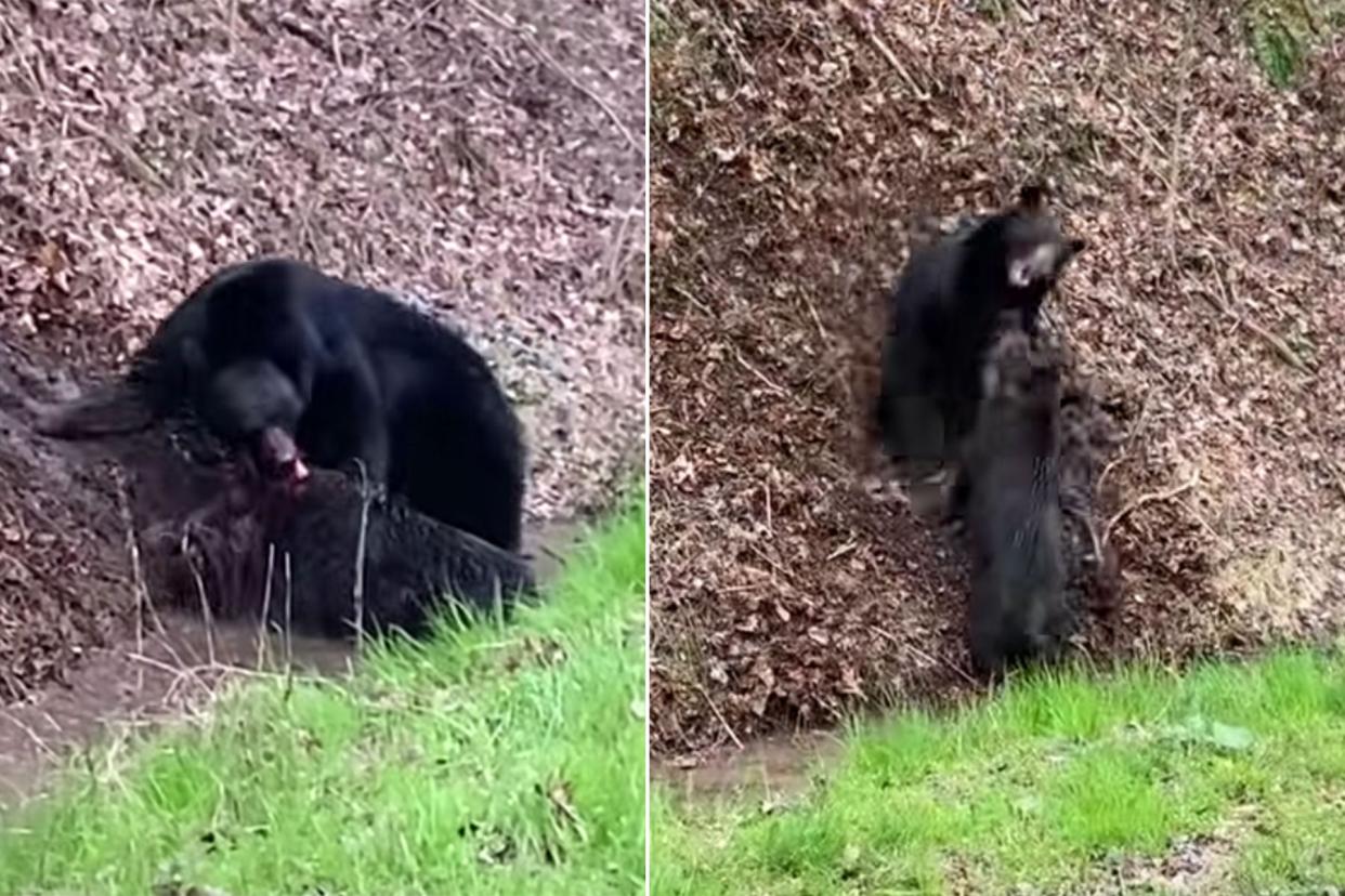 Watch a Black Bear Attack a Wild Hog in the Smoky Mountains photo