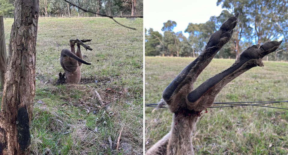 A kangaroo can be seen upside down with its two legs caught in the barbed wire of a fence.